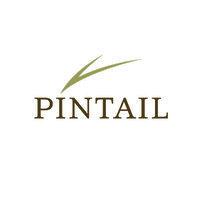 pintail logo image