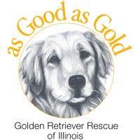 as good as gold golden retriever rescue of illinois logo image