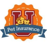 pet insurance