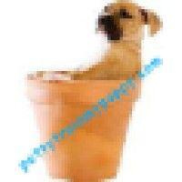 pottytrainmypuppy.com