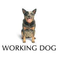 working dog productions logo image