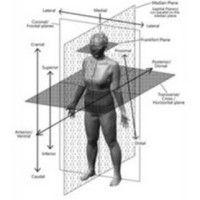 human dimensioning laboratory - university of minnesota