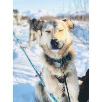 husky homestead tours