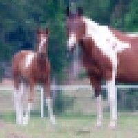 equine veterinary services - texas