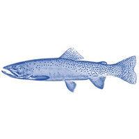 the global bluefish company llc logo image