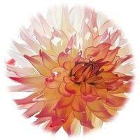 dahlia sales logo image