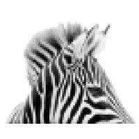 zebra nyc logo image