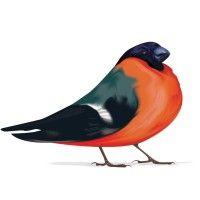 bullfinch logo image