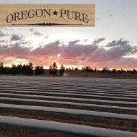 oregon pure logo image