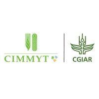 international maize and wheat improvement center (cimmyt) logo image