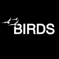 birds - marketing wingmen