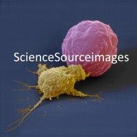 science source images logo image