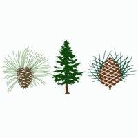 pine needles | mid pines | southern pines resort logo image