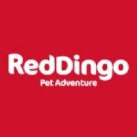 red dingo