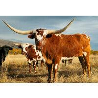 longhorn wealth management group