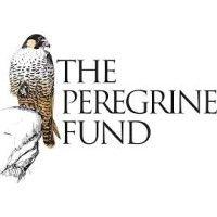 the peregrine fund world center for birds of prey logo image