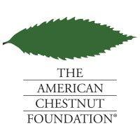 the american chestnut foundation logo image