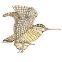 woodcock foundation logo image