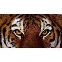 tiger retail logo image