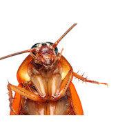 tanler termite and pest control logo image