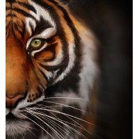 tiger correctional services logo image