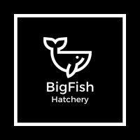 bigfish hatchery logo image