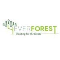 4everforest logo image