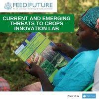 feed the future innovation lab for current and emerging threats to crops (cetc il)