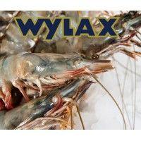 wylax b.v. logo image