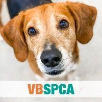 virginia beach spca logo image