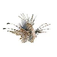 lionfish litigation finance limited logo image