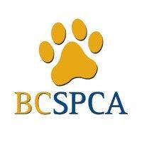 bc spca logo image