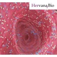 hervana bio ltd. logo image