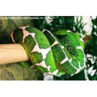 amazon basin emerald tree boas logo image