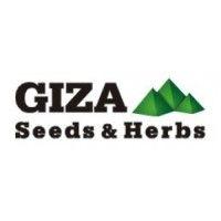 giza seeds & herbs logo image