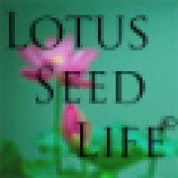 lotus seed life