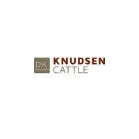 knudsen cattle