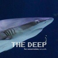 the deep logo image