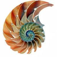 nautilus advisory logo image