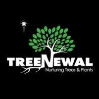 treenewal certified arborist logo image