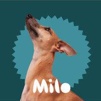 milo veterinary software logo image