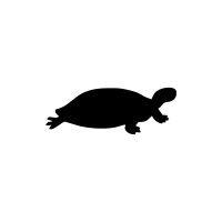 black turtle logo image