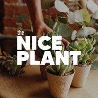 the nice plant